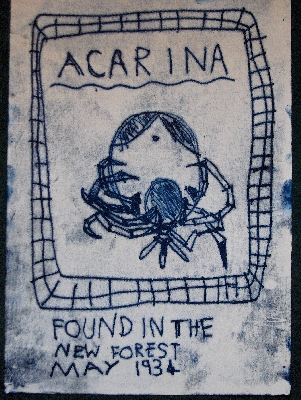 Acarina